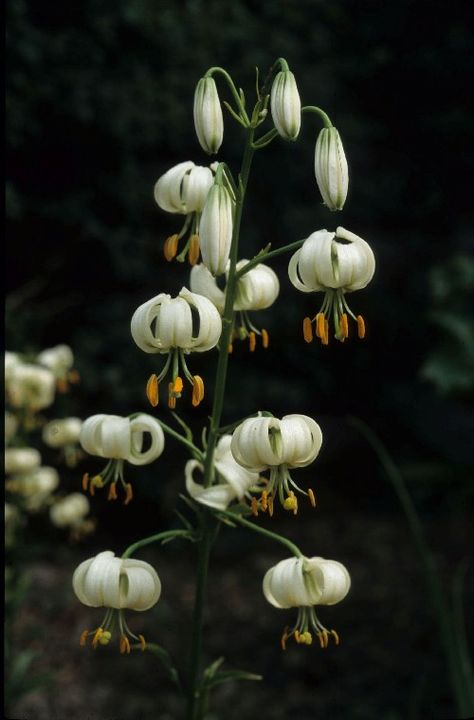 Lilium martagon var. album - Plant Portraits - Alpine Garden Society Lilium Martagon, Martagon Lily, Daylily Garden, Women Nature, Alpine Garden, Plant Fungus, Sun Garden, Garden Bulbs, Moon Garden