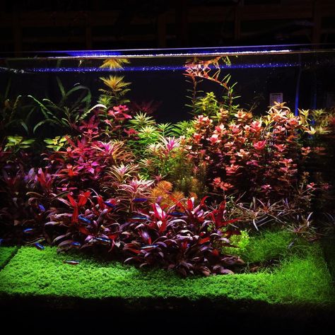 Favourites: colourful tank by Castagnoli Simone Colours everywhere on this super cool planted tank! Reef Tank Aquascaping, Tanaman Air, Aquascape Ideas, Aquarium Garden, Freshwater Aquarium Plants, Taman Air, Fish Tank Terrarium, Aquascape Design, Fish Tank Design