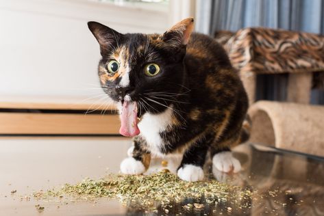 A Photographer Takes Pictures of Cats "High" on Catnip, and It'll Be Your New Favorite Thing Halloween Kittens, Allergic To Cats, Adorable Kittens, What Cat, Lots Of Cats, Pet Photographer, Funny Cat Memes, Domestic Cat, Cute Kittens