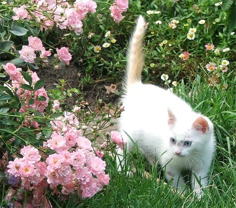 Pink And White, Flowers, Green, Pink, White