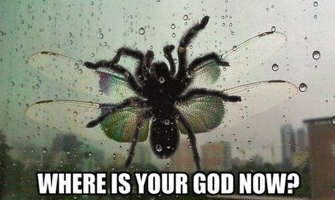 15 Things That Will Make You Say NOPE, Courtesy of Buzzfeed  I stopped watching after the giant spider ate the cricket. Kill It With Fire, Let Me In, Picture Day, Best Funny Pictures, Bones Funny, Funny Images, Scream, Funny Animals, Funny Pictures