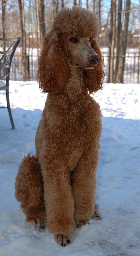 Teddy Bear Poodle Haircut, Red Standard Poodle, Standard Poodle Cuts, Poodle Sweater, Standard Poodle Haircuts, Anjing Poodle, Poodle Haircut, Poddle, Poodle Cuts