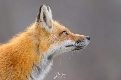 Fox Anatomy Drawing, Fox Reference Photo, Fox Side Profile, Fox Side View, Fox Profile, Fox Anatomy, Fox Sitting, Mystical Animals, Fox Face