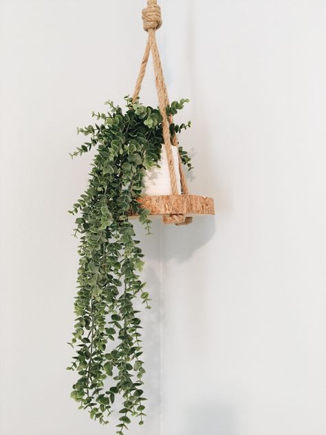 Plant Eucalyptus, Eucalyptus Plant, Eucalyptus Wood, Hanging Flower, Plant Aesthetic, Hanging Plant, The Plant, Hanging Plants, Plant Lover