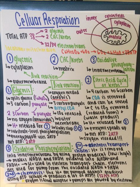 Cellular Respiration!!!! Calculus Notes, Cell Respiration, Biochemistry Notes, Biology Poster, Photosynthesis And Cellular Respiration, Learn Biology, A Level Biology, Chemistry Education, Study Biology