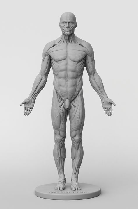 Anatomy Male, Digital Art Software, Man Anatomy, Anatomy Sculpture, Digital Painting Techniques, Human Anatomy Drawing, Human Anatomy Art, Anatomy Poses, Anatomy For Artists