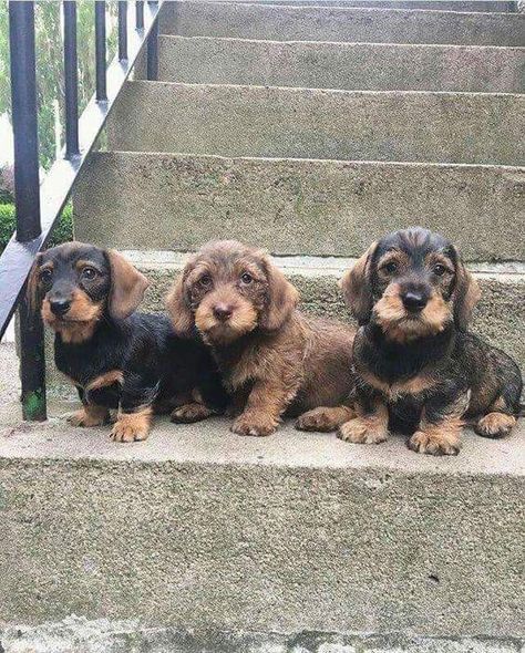 These wirehaired dachshund puppies are adorable! Wirehaired Dachshund Puppy, Doxie Puppies, Dachshund Dogs, Dachshund Funny, Dachshund Puppy Miniature, Wire Haired Dachshund, 강아지 그림, Weenie Dogs, Dachshund Puppies