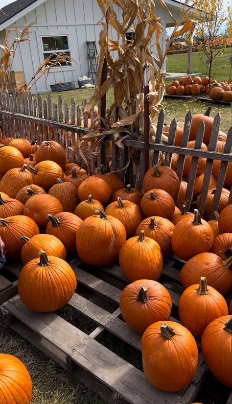 Pumpkins Aesthetic, Aesthetic Pumpkin Patch, Fall Nostalgia, Country Thanksgiving, Midwest Fall, Halloween Core, Tis Autumn, Fall Core, Autumn Core