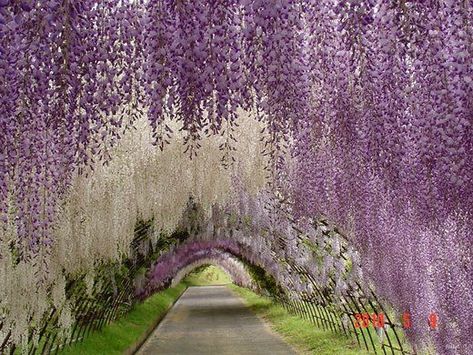 Wisteria Tunnel Japan, Japan Flower Garden, Kitakyushu Japan, Flower Tunnel, Wisteria Tunnel, Wisteria Garden, Japan Flower, Tree Tunnel, Wisteria Tree