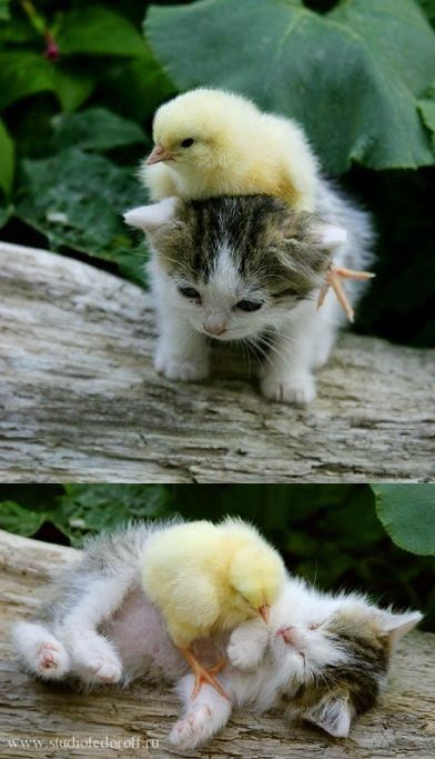 5 Strange and amazing animal Friendships, awww cutest thing ever :* Unlikely Animal Friends, Scottish Fold Kittens, Animal Help, Söt Katt, Animals Friendship, Cutest Animals, Scottish Fold, Cute Animal Pictures, Cute Kittens