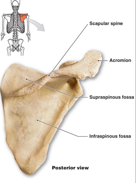 Scapula (posterior view) Upper Limb Bones, Scapula Anatomy, Anatomy Upper Limb, Scapula Bone, Bones Of The Body, Radiology Schools, Anatomy Lab, Diy Skeleton, Shoulder Anatomy