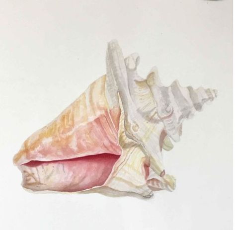 Bedroom Drawings, Shell Drawing Watercolor, Sea Shell Watercolor Paintings, Shells Watercolour, Watercolour Shells Seashells, Shell Watercolor, Things To Paint, Seashell Artwork, Shell Painting