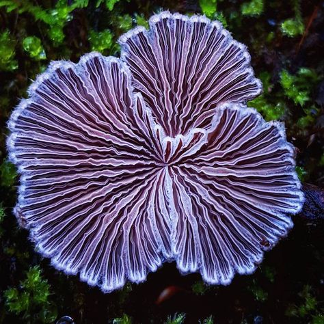 The world is full of natural treasures, which Ryan Grastorf found out firsthand only about a year and a half ago. "As an effort to reduce stress in life, I just started hiking more," he told Instagram Blog. "I found a mushroom, a very cool looking mushroom, and the rest is kind of history." Now, … Lichen Moss, Mushroom Pictures, Plant Fungus, Mushroom Fungi, 수채화 그림, Mushroom Art, Wild Mushrooms, Natural Forms, Patterns In Nature