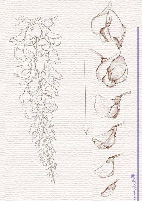 Drawings Of Flowers, Flower Line Drawings, Flower Drawing Tutorials, Flower Art Drawing, Flower Sketches, Floral Drawing, Plant Drawing, Pencil Art Drawings, Canvas Projects