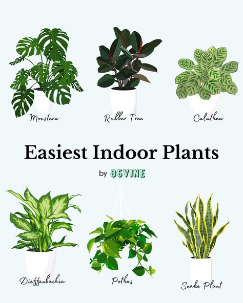 Green Leafy Plants Indoor, Popular Plants Indoor, Best Indoor House Plants, Easy Plants To Take Care Of, Best Plant For Living Room, Beginner Friendly Plants, Good Inside Plants, Best House Plants For Beginners, House Plants Beginner