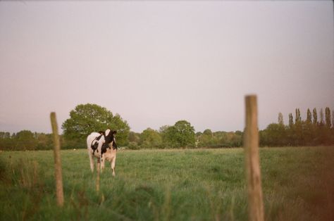 35mm film photography, film photography, film photography portraits, vintage, film camera, nature, animals, france, cows, farm, fields, travel Farm Cinematography, Field Film Photography, Country Film Photography, 35mm Film Photography, Photography 70s, Rural Photography, 35mm Photography, Tropical Animals, Selfie Poses Instagram