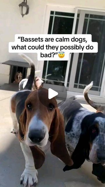 Basset Hound on Instagram: "BUT they’re cute and full of character 🤣  🎥: TT/IG @bassethoundnanny  ( *Credit goes to the respective owner. DM for perfect Credit or remove it* )" Basset Hound Puppies, Basset Hounds, Basset Hound Puppy Videos, Bassett Hound Puppies, Miniature Basset Hound, Baby Basset Hound, Hound Dog Puppies, Basset Hound Funny, Basset Hound Puppy Aesthetic