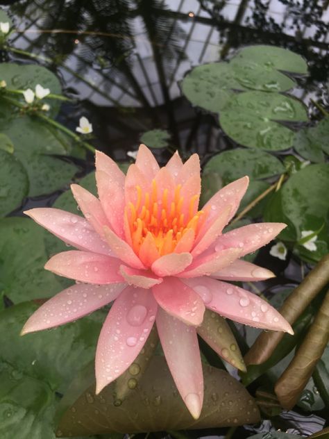 Pink water lily flower sitting on a pond Pink Water Lily Aesthetic, Botanical Photography Plants, Lilypad Aesthetic, Lilypad Photography, Lilypad Drawing, Delicia Drench, Kingfisher Drawing, Lilypad Pond, Aquatic Flowers