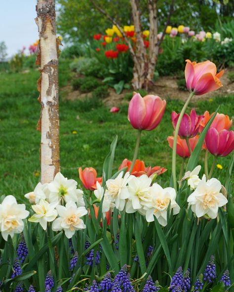 Hannah’s Minnesota Garden - FineGardening Minnesota Backyard, Spring Bulbs Garden, Minnesota Garden, Full Sun Garden, Alchemilla Mollis, Virginia Bluebells, Garden Sanctuary, Blue Fescue, Flowering Quince