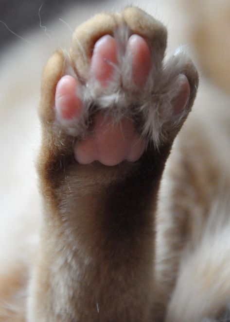 ... RABBIT FOOT RESTING | by mamaroo10 ~~Have a nice day!!! ; Jungkook Rabbit, Rabbit Paws, Rabbit Tracks, Bunny Paws, Foot Anatomy, Soft Kitty Warm Kitty, Rabbit Pictures, Rabbits Foot, Cat Anatomy