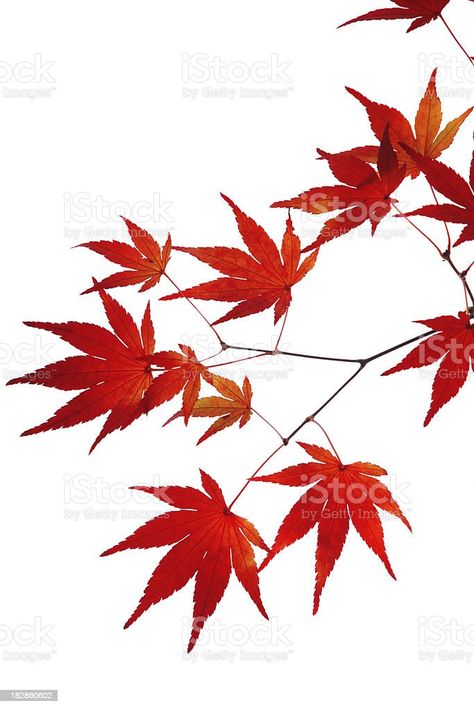 Flower Silhouette, Red Maple, Japanese Maple, Maple Leaves, Reference Images, Canada Flag, Maple Leaf, Country Flags, Orchids