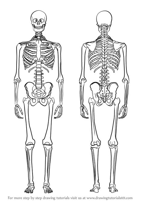 Learn How to Draw a Skeleton (Everyday Objects) Step by Step : Drawing Tutorials Skeleton Art Drawing, Draw A Skeleton, Design Quotes Art, Human Skeleton Anatomy, Skeleton Body, Skeleton Anatomy, Skeleton Drawings, Stencil Ideas, Human Skeleton