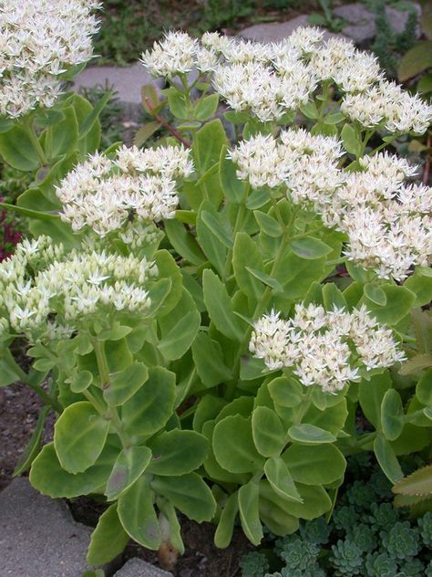 Hylotelephium spectabile 'Stardust' aka Sedum spectabile 'Stardust' (Photo by Meinolf Stützer via International Crassulaceae Network.) #hylotelephium #sedum #succulent #succulents #cactiandsucculents #succupedia #worldofsucculents #bloomingsucculent #succulentflower Sedum Garden, Sedum Spectabile, Sedum Succulent, Sedum Plant, Blooming Succulents, Identify Plant, Green To Blue, White Gardens, Window Boxes