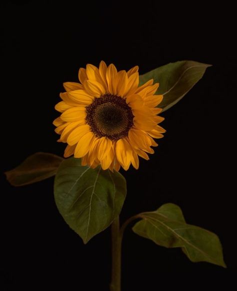 Sunflower Iphone Wallpaper, Yellow Aesthetic Pastel, Sunflower Photography, Phone Wallpaper Boho, Sunflower Pictures, Sunflower Wall Art, Iconic Wallpaper, Flowers Photography Wallpaper, Cute Black Wallpaper