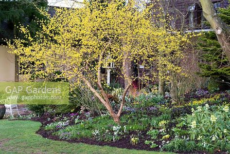 Cornus mas, the Cornelian cherry, a deciduous shrub or small tree which produces bright yellow flowers in winter. Tree With Yellow Flowers, Cornelian Cherry, Flowers In Winter, Cornus Mas, Winter Bed, Sloped Garden, Garden Greenhouse, Plant Photography, Woodland Garden