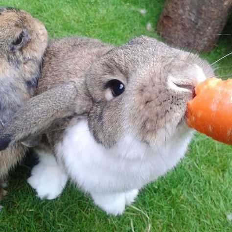 Cute Rabbit Eating Carrot Rabbit Eating Carrot, Bunny Eating, Fox Eat, Baby Tortoise, Eating Carrots, Eating Watermelon, Hamster Eating, Rabbit Eating, Pumpkin Treat