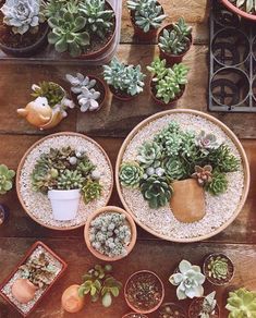 How To Water Succulents, Moss Plant, Succulent Garden Design, Succulent Garden Diy, Cactus Succulents, Dish Garden, Growing Succulents, Succulent Gardening, Succulent Care