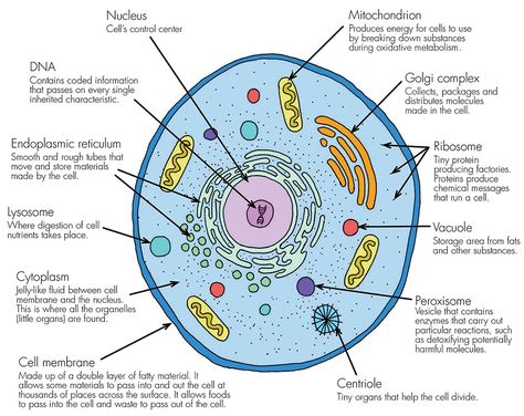 A basic, living animal cell with it’s organselles (mini organs) all working together to keep it functioning at it’s peak. Description from haleo.co.uk. I searched for this on bing.com/images Human Cell Diagram, Plant Cell Drawing, Animal Cell Parts, Plant Cell Labeled, Plant Cell Organelles, Cell Parts And Functions, Plant Cell Project, Plant Cell Diagram, Plant Cell Structure