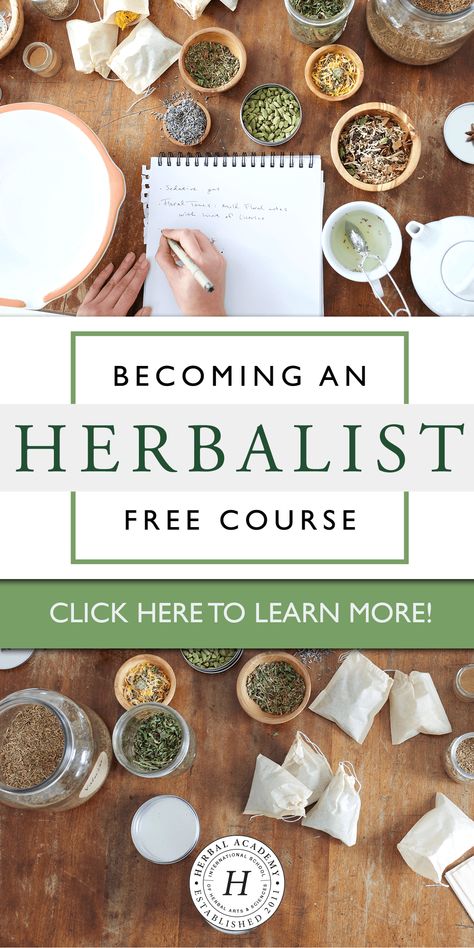 Becoming An Herbalist Mini Course | Herbal Academy | Have you ever wondered what an herbalist is or what they do? If so, we're here to answer all your questions in our new FREE mini course. Succulent Kokedama, Laundry Sauce, Pumpkin Planters, Wire Cloche, Galvanized Wall, Growing Blackberries, Succulent Pumpkin, Pumpkin Planter, Salve Recipes