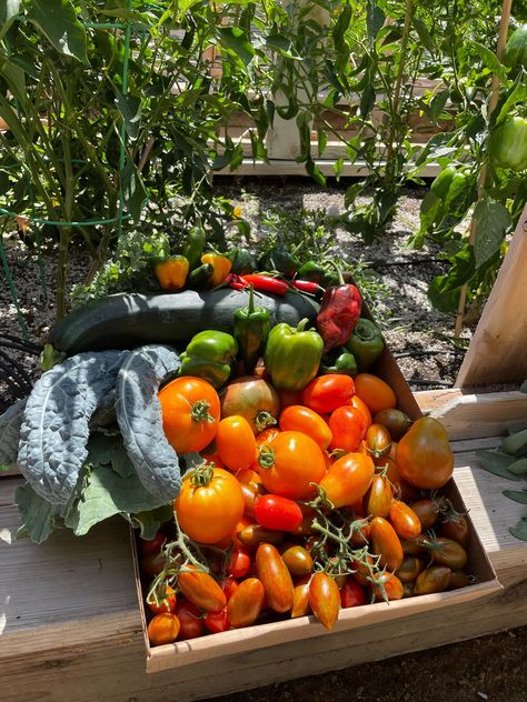 organic vegetables Garden Harvest Aesthetic, Harvesting Aesthetic, Forager Aesthetic, Harvest Aesthetic, Farm Harvest, Fall Gardening, Harvest Basket, Happy Farm, Living Walls