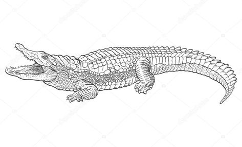 Saltwater Crocodile Drawing, Crocodile Skeleton Tattoo, How To Draw Alligator, Alligator Tattoo Design, Crocodile Tattoo Design, Crocodile Drawing, Alligator Tattoo, Crocodile Tattoo, Crocodile Illustration