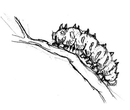 Caterpillar Drawing Illustration, Caterpillar Drawing Simple, Catipillar Drawing Simple, Catapillar Drawings, Catipillar Drawing, Catapiller Drawing, Cute Caterpillar Drawing, Caterpillar Drawings, Caterpillar Doodle