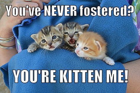 Promote fostering Cat Foster, Animal Rescue Ideas, Kitten Lady, Rescuing Animals, Dog Marketing, Shelter Ideas, Hurt Locker, Foster Cat, Newborn Kittens