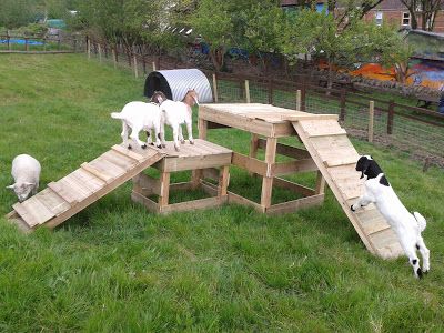 Carvings with Stories: Making a goat play ramp structure at Boiling Wells for St Werburghs City farm Diy Pallet Goat Pen, Goat Building Ideas, Goats And Horses Together, Goat Structures Play Areas, Goat Climbing Ideas, Pallet Goat Playground, Dog Climbing Structure, Dog Play Structure, Goat Platform Ideas