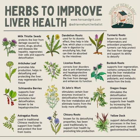 The Liver has many important roles in maintaining overall health of the body. One of the most important roles of the liver is to filter and… | Instagram Medicinal Recipes, Detox Liver, Medicine Recipes, Health Herbs, Natural Medicines, Medicine Garden, Pink Witch, Medicinal Herbs Garden, Herbs Garden