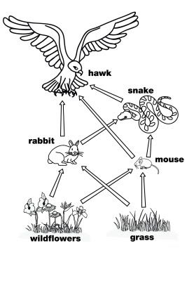 Other Graphical Works Simple Food Web, Simple Food Chain, Ocean Food Web, Science Food Chains, Food Chain Activities, Food Chain Worksheet, Food Web Worksheet, Food Web Activities, Biology Worksheet