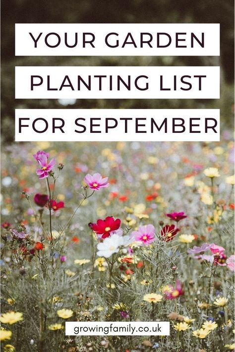 A growing guide for gardeners - the best flowers, fruit and vegetables to plant in September. Great resource to keep you organised while gardening! #growingfamily Crops To Plant In September, Vegetables To Plant In September, Garden In September, September Gardening, September Planting, September Garden, What To Plant In September, Flowers To Plant In September, Fall Garden