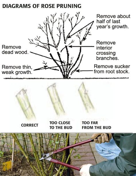 How To Prune Roses In 6 Simple Steps When To Prune Roses, Prune Roses, Growing Marigolds, Pruning Roses, Floribunda Roses, Rose Bushes, Rose Care, Types Of Roses, Shrub Roses