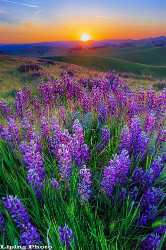 Last light @ Lupines Hill | by Liping Photo Beautiful Places Nature, Beautiful Photos Of Nature, Beautiful Nature Pictures, Nature Aesthetic, Flowers Nature, Nature Scenes, Nature Wallpaper, Beautiful Photography, Amazing Nature