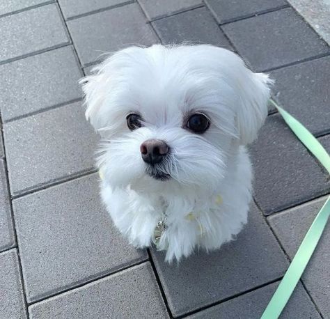 Gorgeous Maltese puppies for sale Baby Maltese, Morkie Puppies For Sale, Maltese Breed, Maltese Puppies For Sale, Morkie Puppies, Puppy Valentines, Maltese Puppies, Maltese Dog, Frenchie Puppy