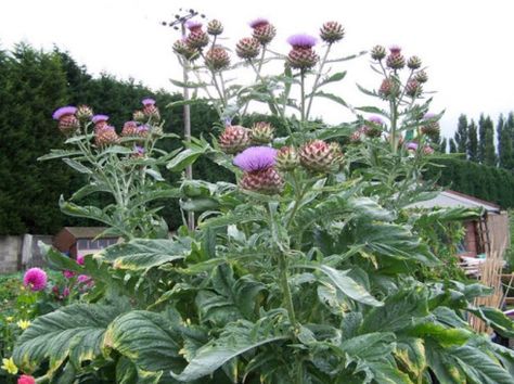 The Wild Cardoon (Cynara cardunculus) Monty Don, July to Christmas! Tall and purple flowers! Perennial Vegetables, Permaculture, Caicos Islands, Garden Seeds, Artichoke, Pitcairn Islands, Turks And Caicos, Turks And Caicos Islands, Trinidad And Tobago