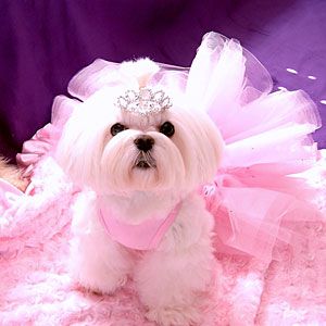 Fluffy Fairy Princess | Pet Halloween Costume Contest - Southern Living Mobile Grooming Ideas, Pet Parade, Pet Halloween Costumes, Asian Fusion, Maltese Puppy, Dog Halloween Costumes, Maltese Dogs, Fairy Princess, White Dog