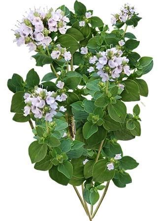 Sweet Marjoram, Attracting Butterflies, Origanum Majorana, Grow A Garden, Garden Herbs, Organic Kitchen, Perennial Herbs, Culinary Herbs, Attract Butterflies