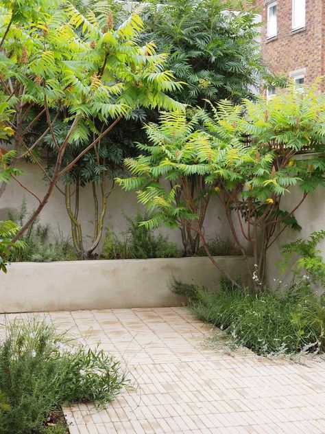 Alexandra Noble Design | Award Winning Garden and Landscape Designer working across London and further afield Courtyard Plants, Small Urban Garden, Small City Garden, Dutch Gardens, Small Courtyard Gardens, Courtyard Gardens Design, Garden Paving, London Garden, Have Inspiration