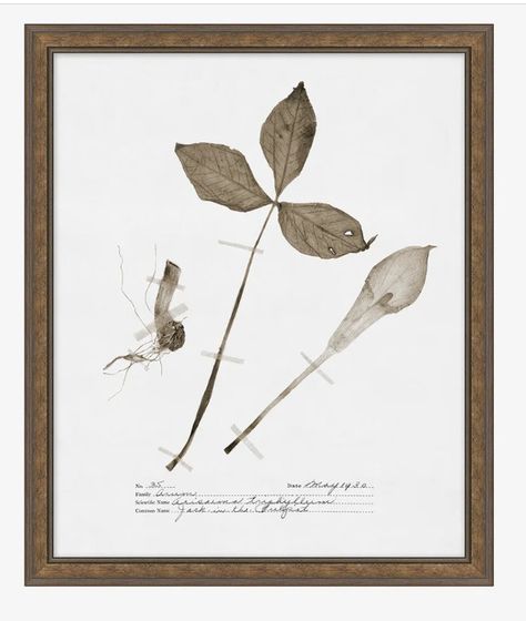 pressed botanical art prints. vintage botanical art. real like pressed botanical art. botanical floral pressed art. antique botanical art. botanical gallery art print set. pressed art reproductions. Pressed Botanical Art, Mcgee And Co, Botanical Floral Prints, Pressed Botanicals, Marble Vase, Monochromatic Palette, Botanical Art Prints, House Decorating Ideas, Mcgee & Co