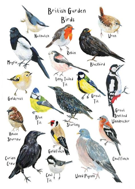 Woodland Birds Illustration, British Birds Illustration, Garden Birds Uk, British Wildlife Illustration, British Garden Birds, British Garden Ideas, British Birds Identification, Bird Art Drawing, British Animals